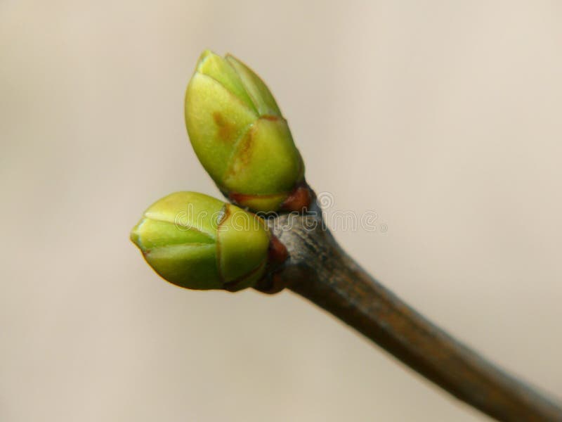 Spring buds