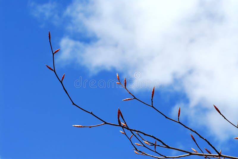 Spring tree branches with buds reaching towards sun on bright blue sky background. Spring tree branches with buds reaching towards sun on bright blue sky background