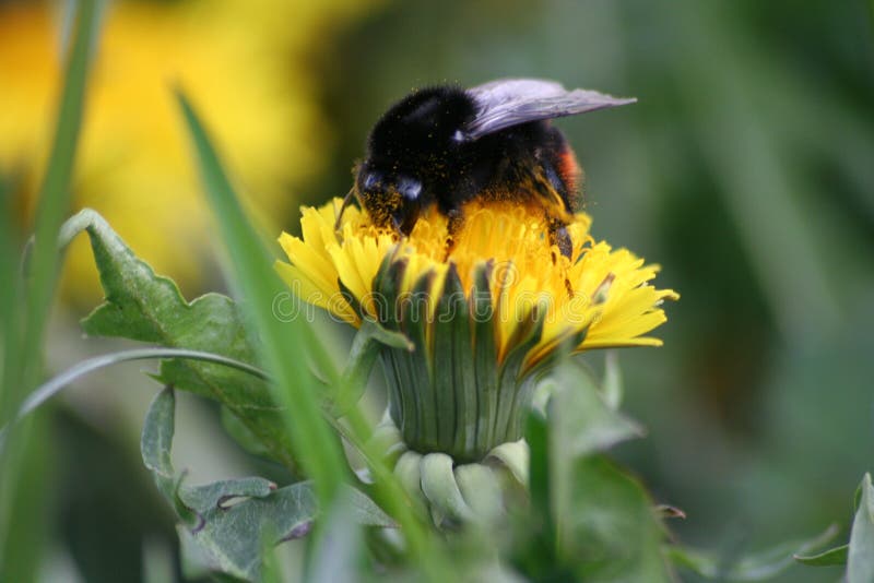 Spring bumblebees stock image. Image of flower, resurgence 5023513