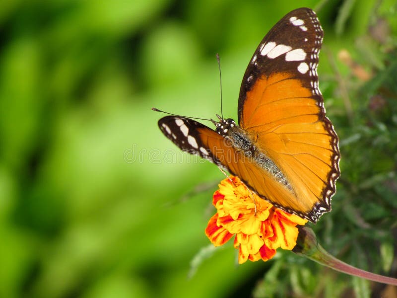 spring butterfly