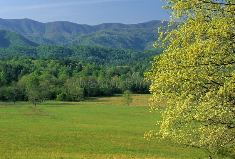 Spring, Cades Cove stock image. Image of cove, forest, outdoors 46083
