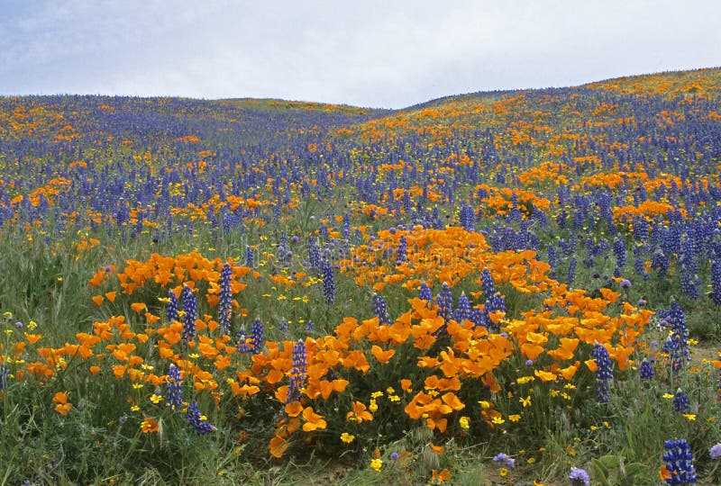 Spring in California stock image. Image of blue, spectacular 51463