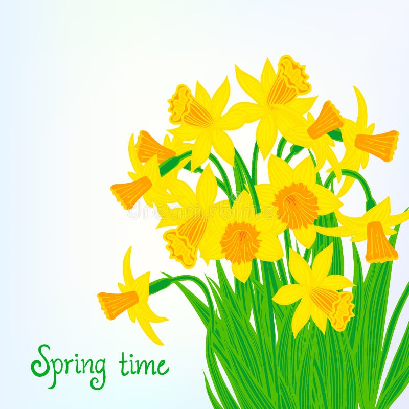 Card Daffodils Stock Illustrations 3,035 Card Daffodils Stock