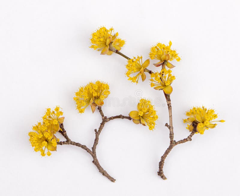 Yellow dogwood flowers stock image. Image of fresh, floral 272778515
