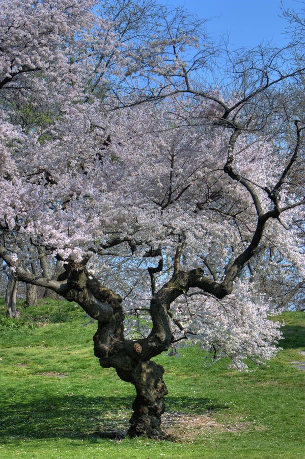 Spring in Central Park