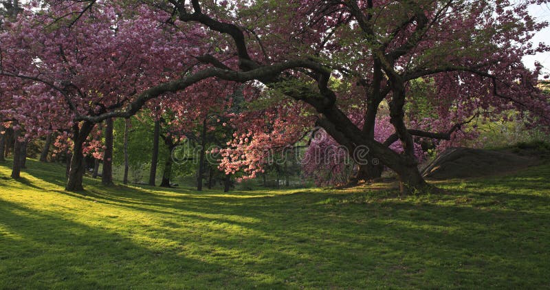 Spring in Central Park