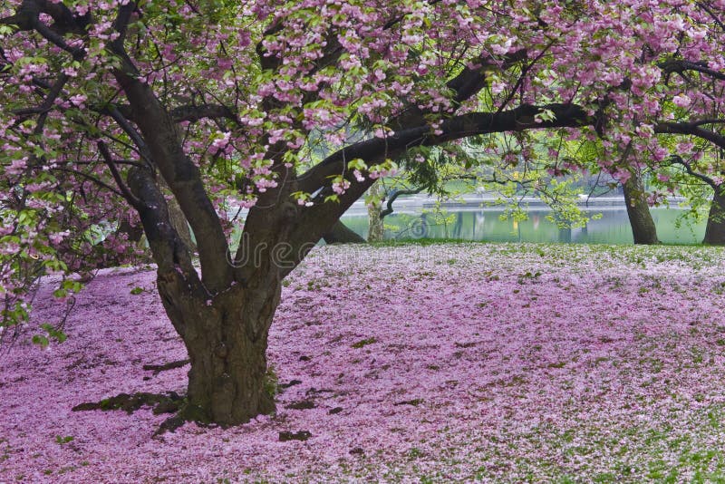 Cereza flores cobertura césped en en próximamente primavera.