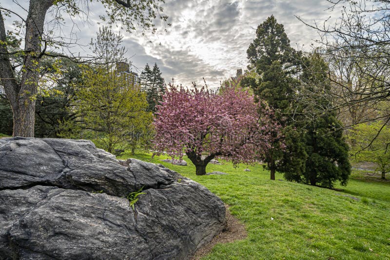 Central Park in spring stock image. Image of flower - 212738005