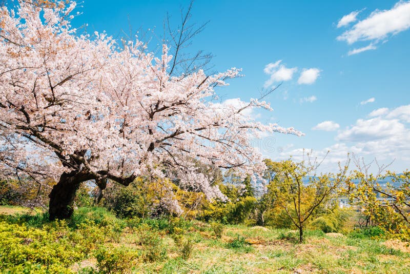 Spring cherry-bloesems bij Iwashimizu Hachimangu shrine Otokoyama berg in Kyoto, Japan royalty-vrije stock fotografie Spring cherry-bloesems bij Iwashimizu Hachimangu shrine Otokoyama berg in Kyoto, Japan royalty-vrije stock fotografie