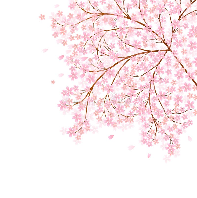 Spring Cherry Blossom Background Stock Illustration Illustration of