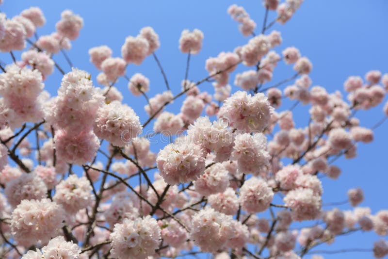 Spring Cherry Blossoms, Pink Flowers. Stock Photo Image of closeup