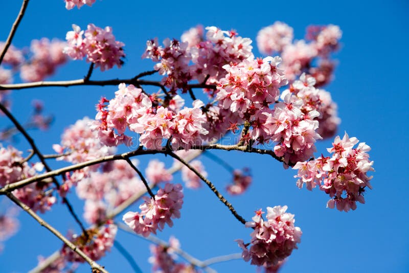 Spring cherry flowers