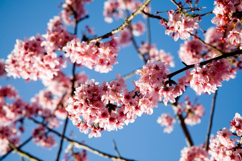 Spring cherry flowers