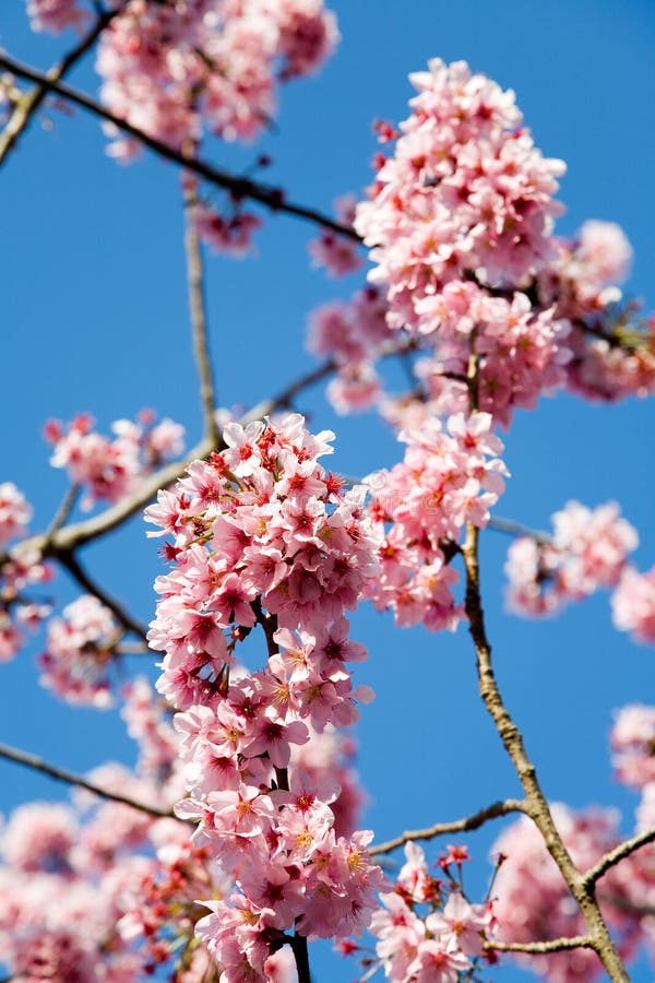 Spring cherry flowers