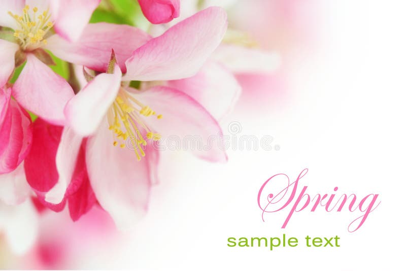 Spring cherry flowers royalty free stock photos Spring cherry flowers royalty free stock photos
