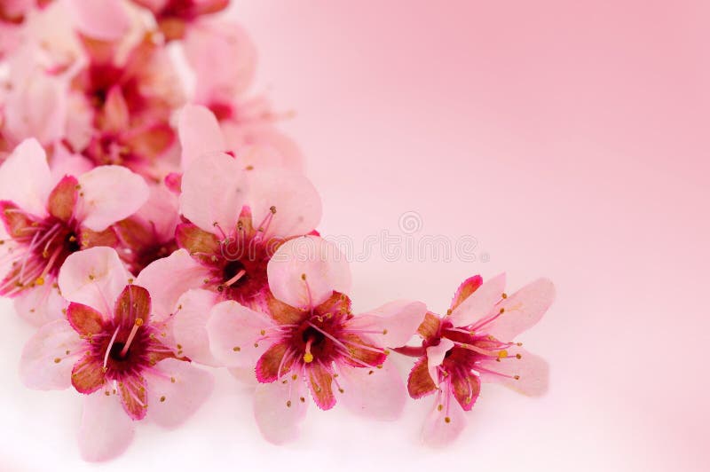 Spring cherry flowers background