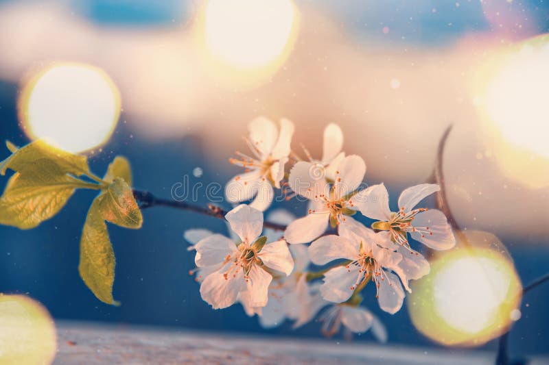 Spring cherry orchard in full bloom in the beautiful sunset light, abstract Sakura background. Copy space. selective focus stock photos Spring cherry orchard in full bloom in the beautiful sunset light, abstract Sakura background. Copy space. selective focus stock photos