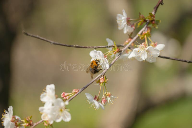 Spring in cherry orchard. royalty free stock photo Spring in cherry orchard. royalty free stock photo