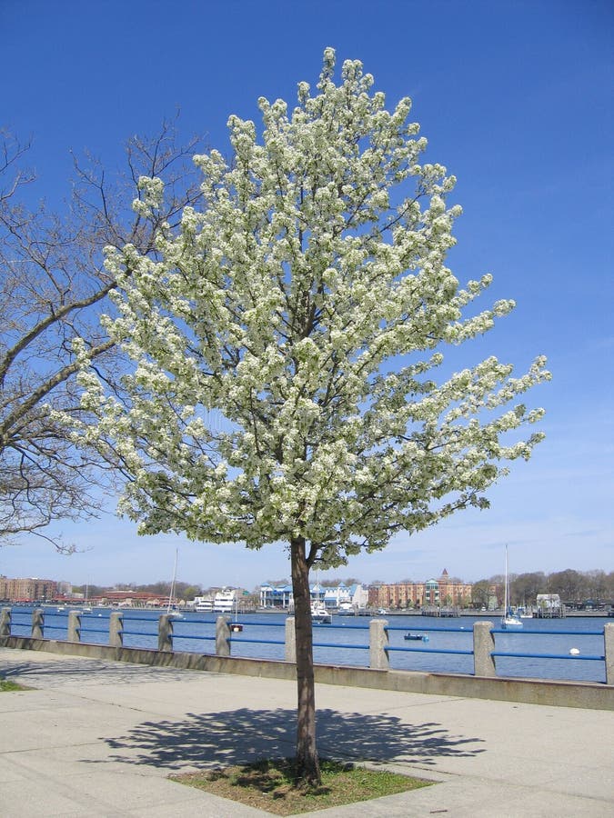 Spring Cherry Tree