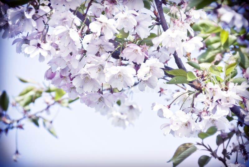 Spring cherry tree in bloom with pink flowers