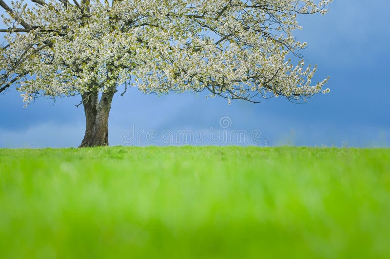 Spring cherry tree in blossom on green meadow under blue sky. Wallpaper in soft, neutral colors with space for your montage. Photo
