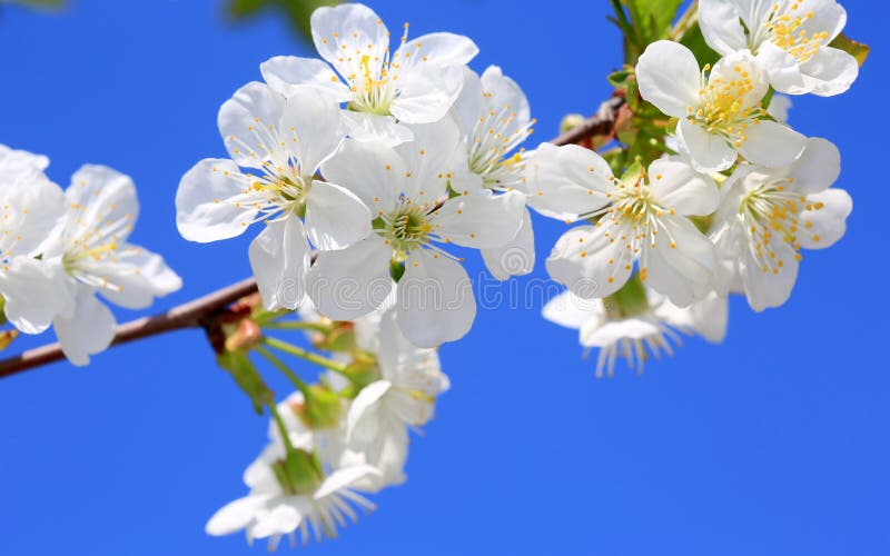 Spring cherry tree twig royalty free stock photo