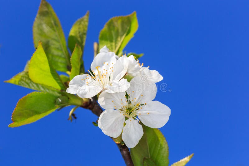 Spring cherry twig royalty free stock photography