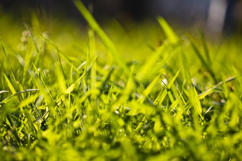 Spring Close Up of Colorful Green Grass in Sunlight Outdoors Stock