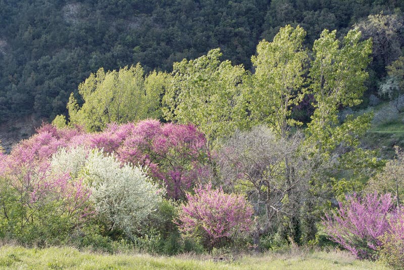 Spring colors stock image. Image of awakening, colors - 30689841