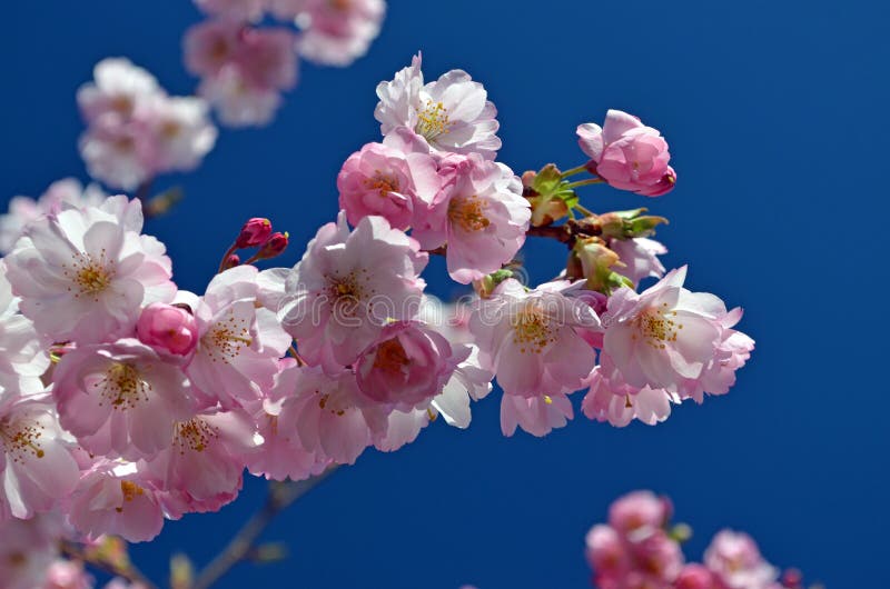 Spring come back! Cherry tree blossom. stock images