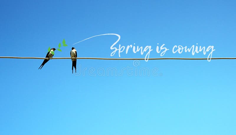 Spring is coming concept. Two swallow sitting on a wire in one branch in beak. other tweets - spring comes. cute pretty