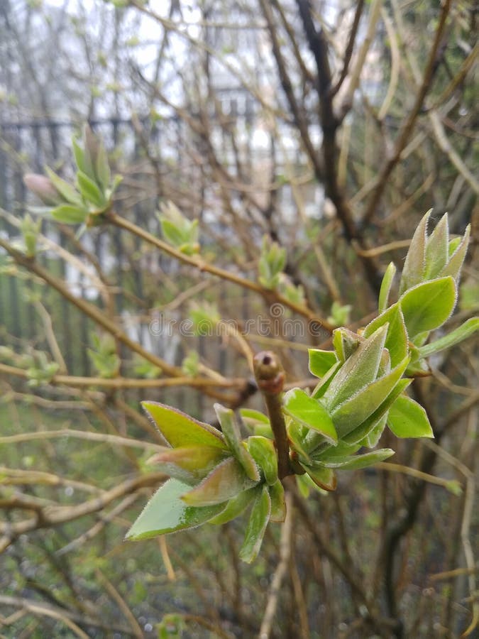 Spring is coming stock image Spring is coming stock image