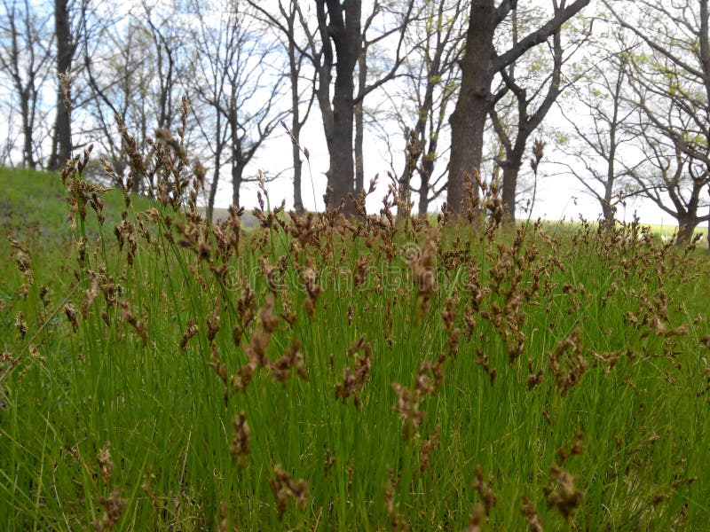 Spring is coming stock photography Spring is coming stock photography