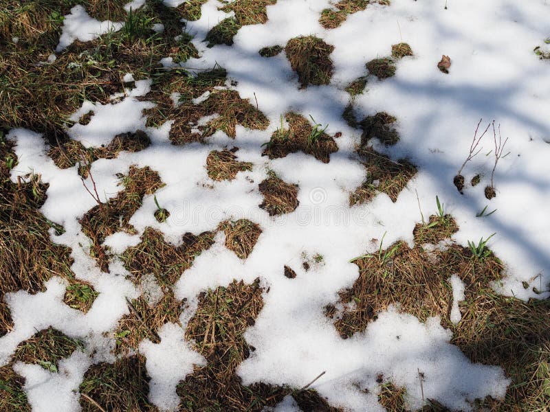 Spring concept. Snow is melting. Earth and dry grass are visible between the snow. Spring concept. Snow is melting. Earth and dry grass are visible between the royalty free stock photo Spring concept. Snow is melting. Earth and dry grass are visible between the snow. Spring concept. Snow is melting. Earth and dry grass are visible between the royalty free stock photo