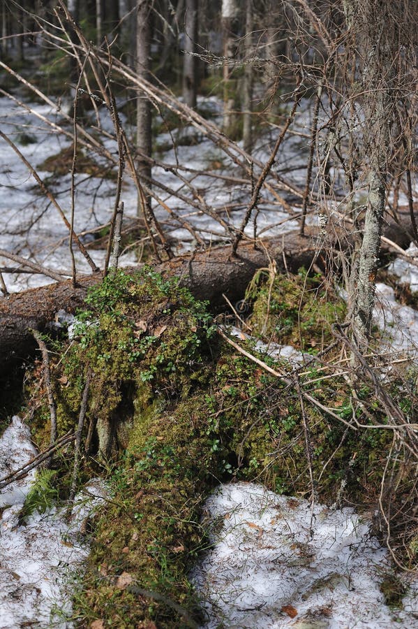 cindersap forest winter trees regrow cindersap forest winter trees regrow