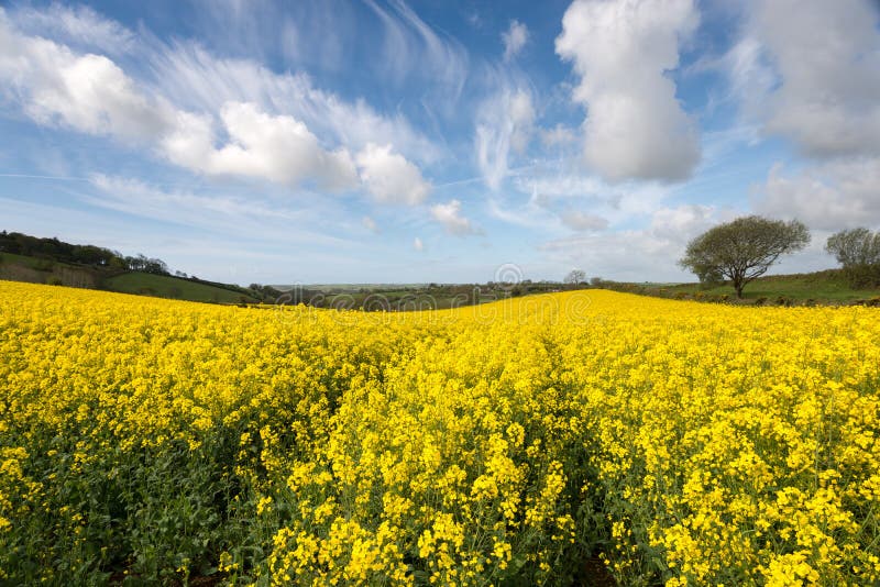 Spring Countryside stock photo