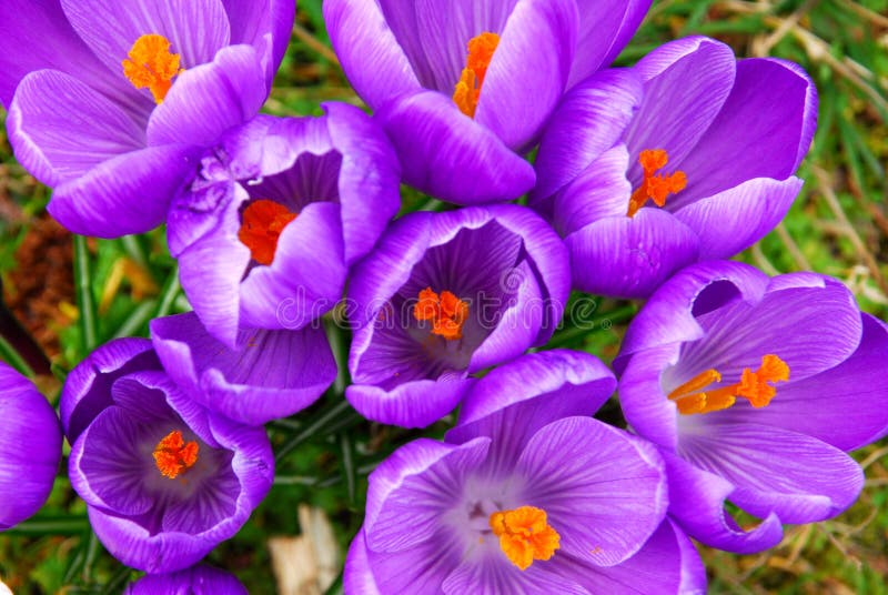 Spring crocus royalty free stock image