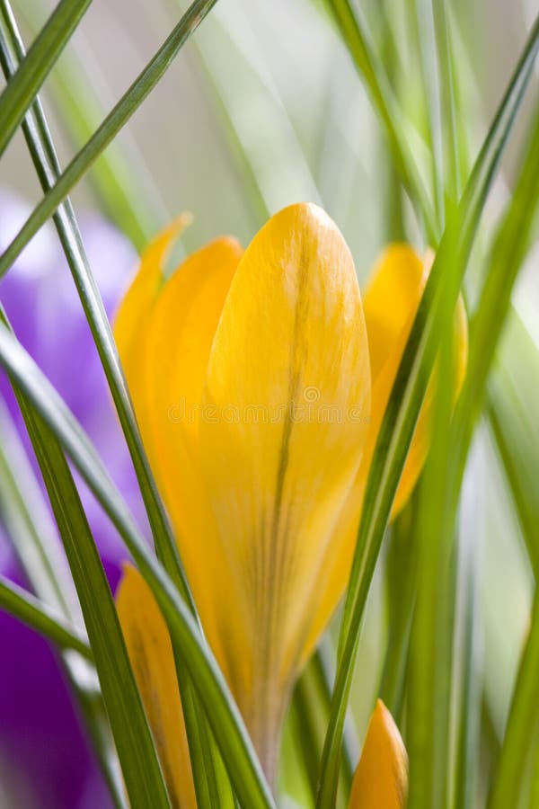 Spring Crocus