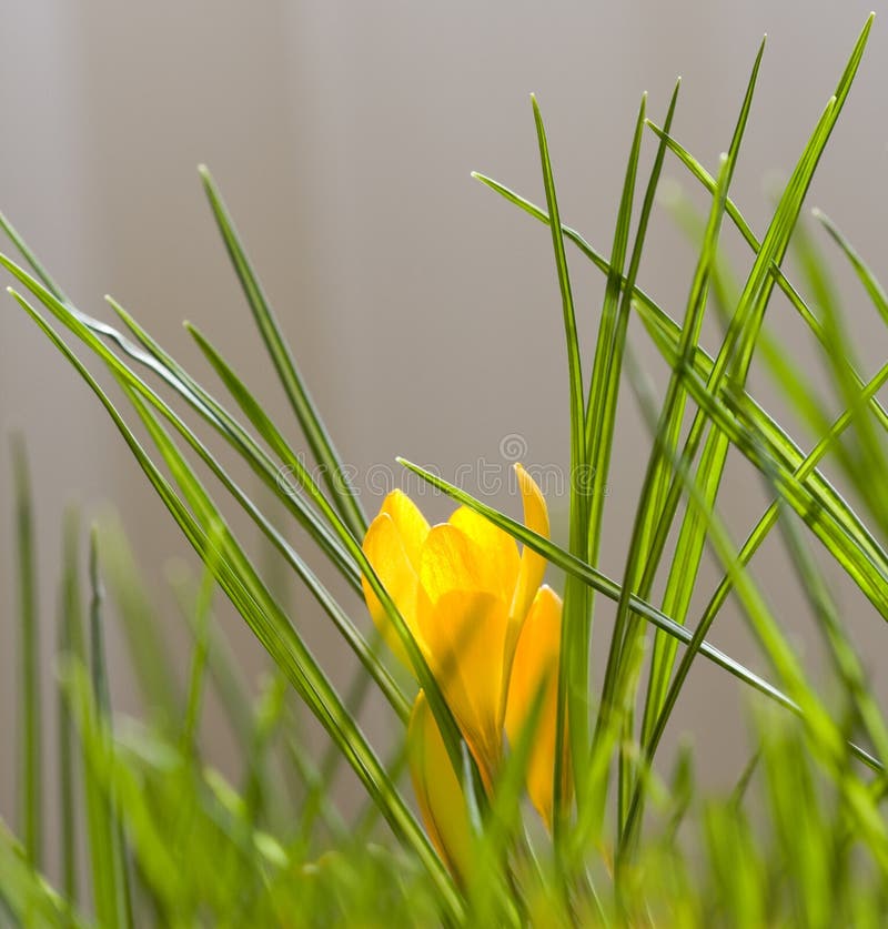 Spring Crocus