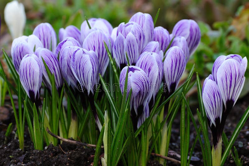 Spring crocus royalty free stock photos