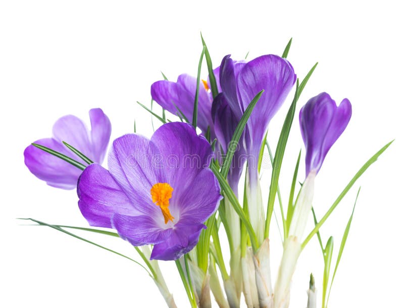 Spring flowers coming up stock image. Image of flower 3793203