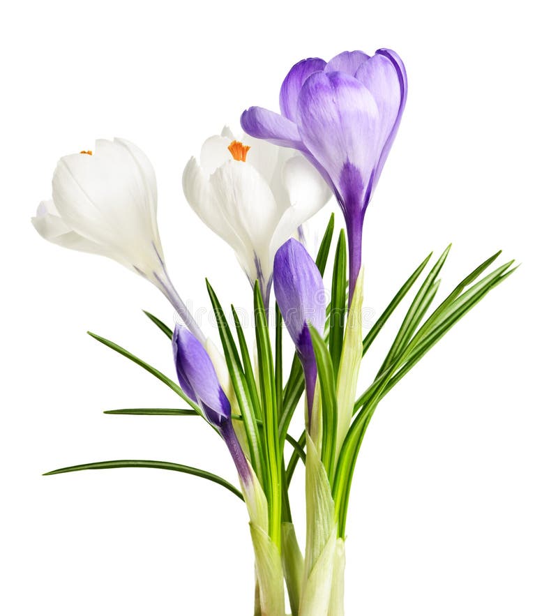Spring flowers coming up stock image. Image of flower 3793203