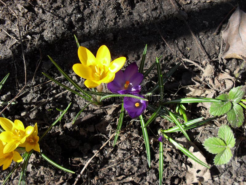 Crocus Flower Yellow and Purple Spring Bloom in Garden Stock Image