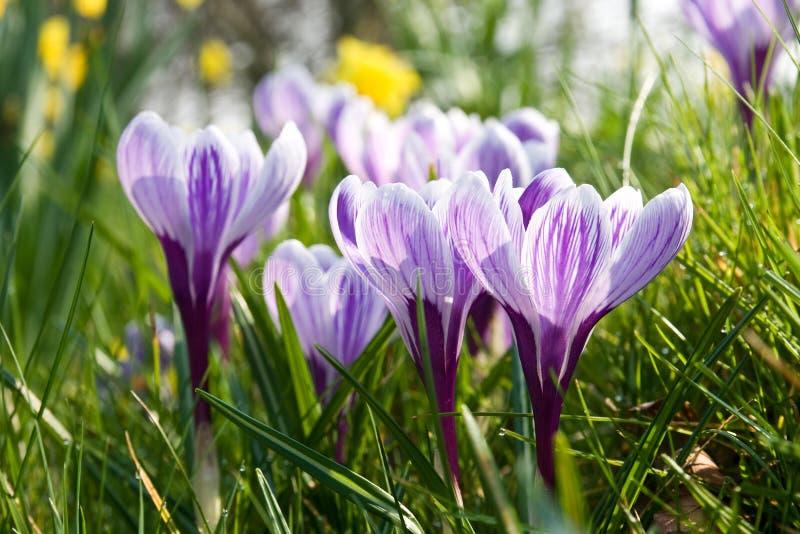 Crocuses Opening Their Flowers at Early Spring Stock Photo Image of