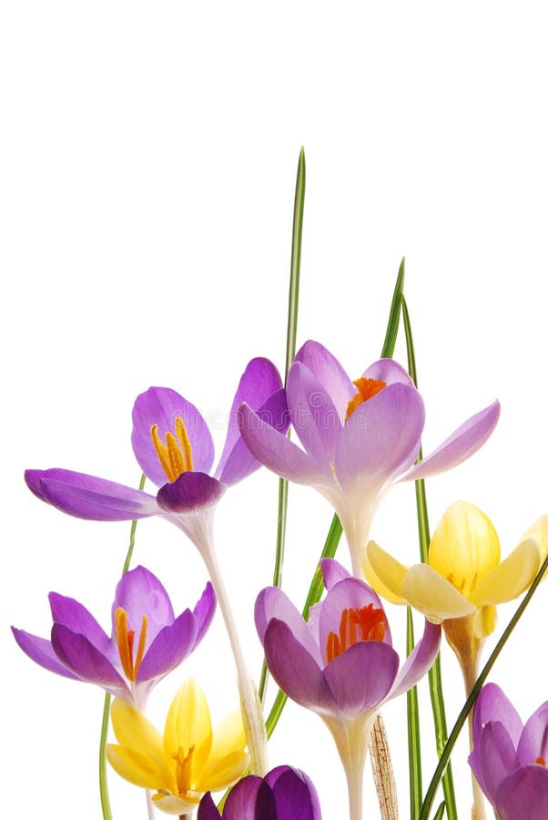 Spring crocuses in vibrant colors