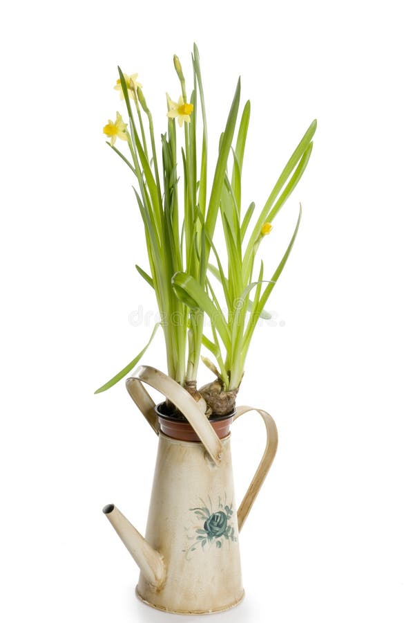 Spring daffodil flowers in a watering can