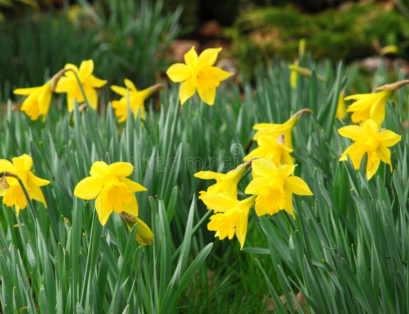 Spring daffodils stock image