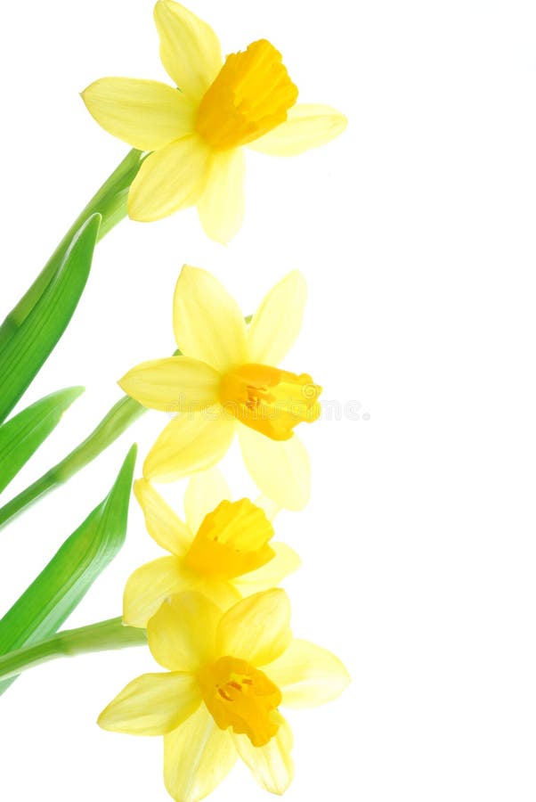 Easter daffodil buds stock photo. Image of detail, season 582848