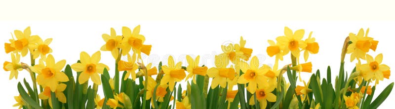 Tulip And Daffodil Border Clip Art