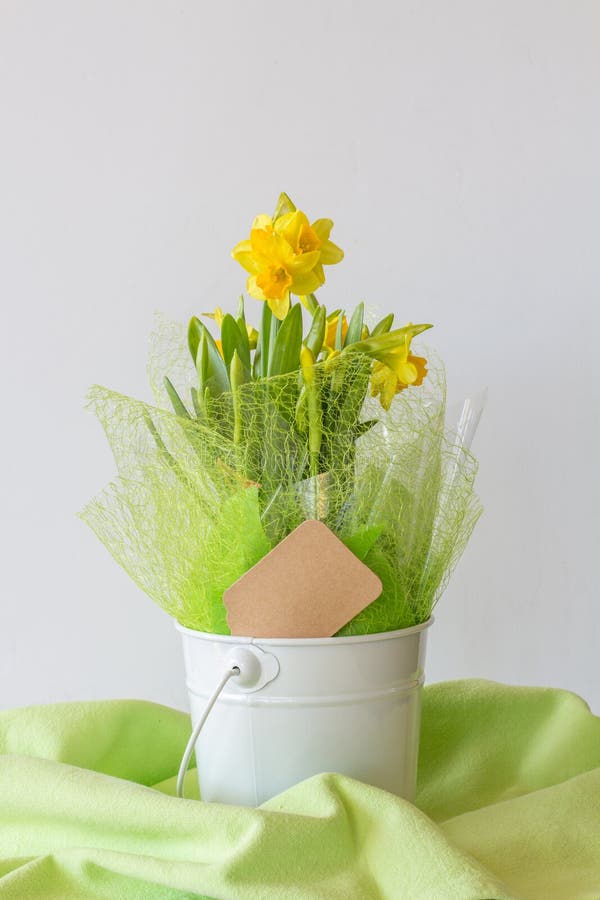 Spring Daffodils Gift with Card Stock Image Image of bucket, flowers